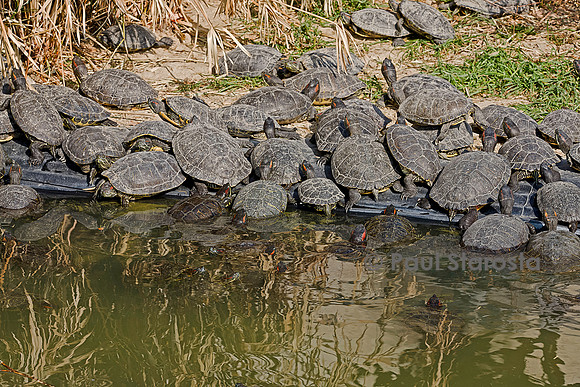 Association Tortues Passion. Bassins de tortues de Floride