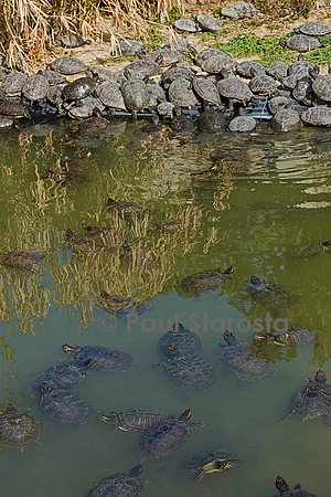 Association Tortues Passion. Bassins de tortues de Floride