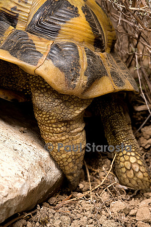 Testudo hermanni (tortue d'Hermann) - queue