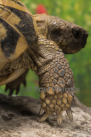 Testudo hermanni (tortue d'Hermann) - patte avant
