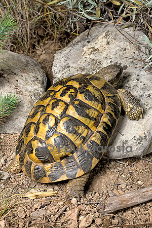 Testudo hermanni (tortue d'Hermann) - se mettant au soleil