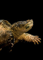 Chelydra serpentina (tortue serpentine)