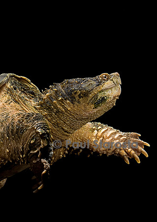 Chelydra serpentina (tortue serpentine)