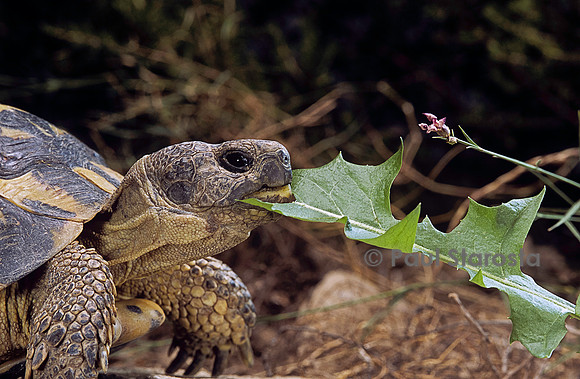 Testudo hermanni (tortue d'Hermann) - mangeant du pissenlit