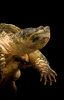 Chelydra serpentina (tortue serpentine)