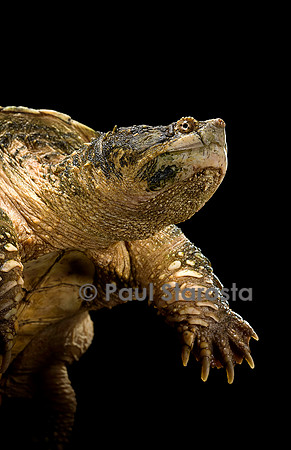 Chelydra serpentina (tortue serpentine)
