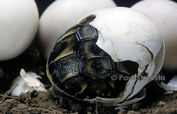Testudo hermanni (tortue d'Hermann) - éclosion