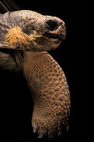 Chelonoidis nigra (tortue géante des Galapagos)