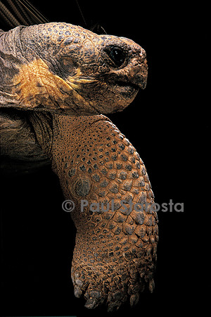 Chelonoidis nigra (tortue géante des Galapagos)