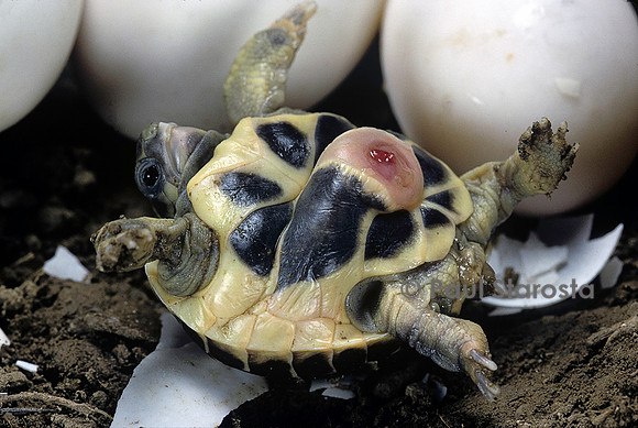 Testudo hermanni (tortue d'Hermann) - éclosion