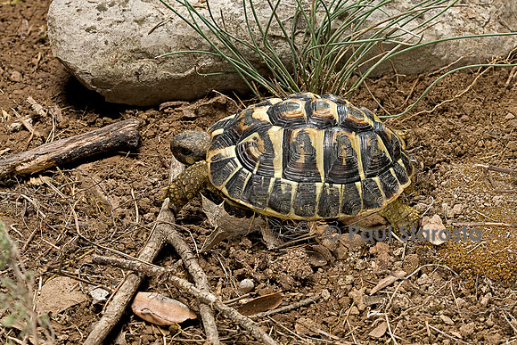 Testudo hermanni (tortue d'Hermann) - de 3 ans