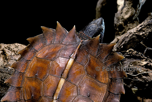 Heosemys spinosa (tortue soleil)
