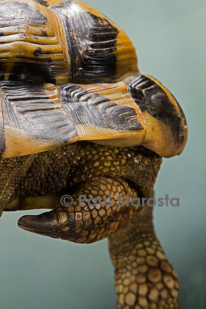 Testudo hermanni (tortue d'Hermann) - queue et écaille supracaudale du mâle