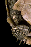 Geochelone sulcata