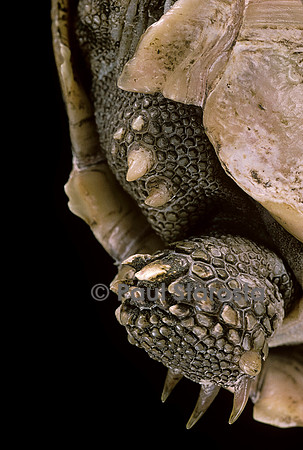 Geochelone sulcata