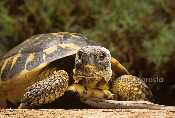 Testudo hermanni (tortue d'Hermann) - portrait