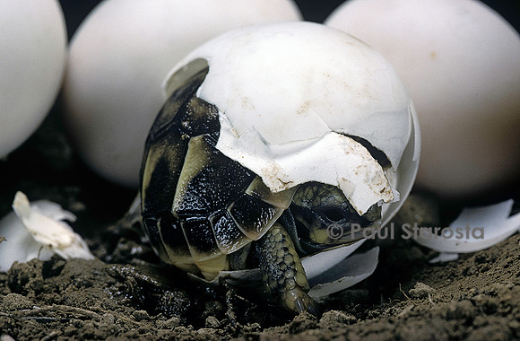 Testudo hermanni (tortue d'Hermann) - éclosion