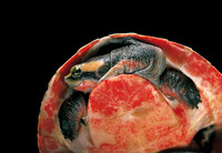Emydura subglobosa