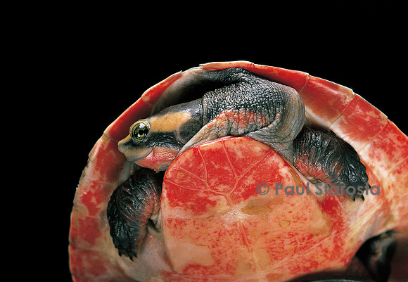 Emydura subglobosa