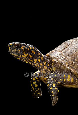 Terrapene carolina (tortue boite)