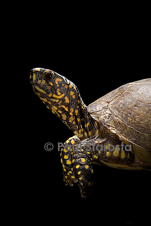 Terrapene carolina (tortue boite)