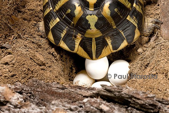 Testudo hermanni (tortue d'Hermann) - pondant