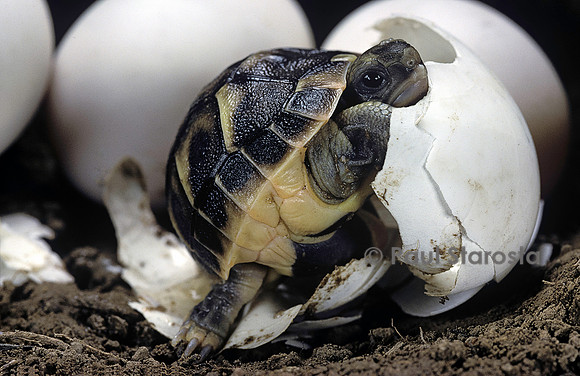 Testudo hermanni (tortue d'Hermann) - éclosion