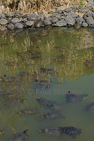 Association Tortues Passion. Bassins de tortues de Floride