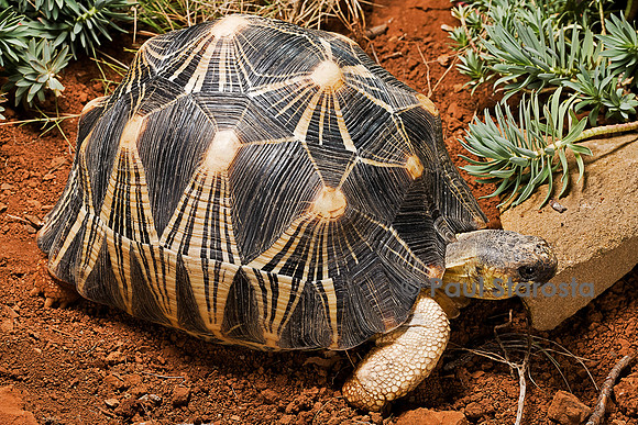 Astrochelys radiata (tortue étoilée)