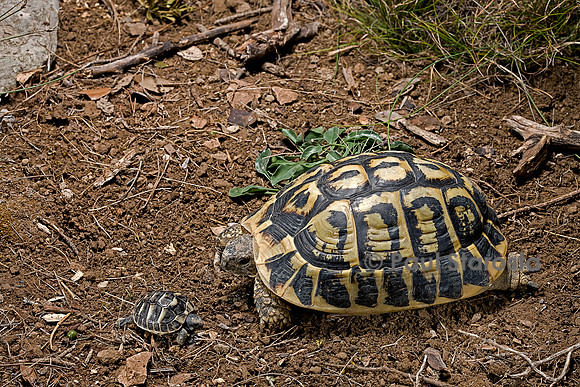 Testudo hermanni (tortue d'Hermann) - adulte et nouveau-né