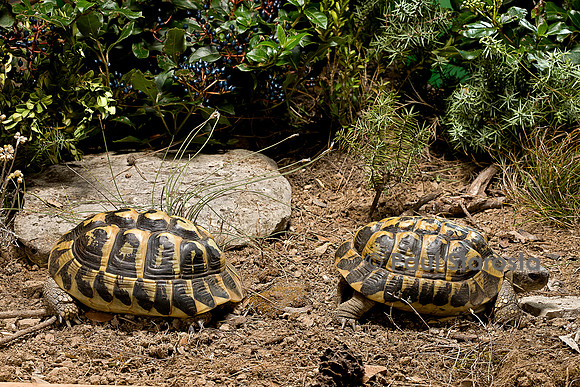 Testudo hermanni (tortue d'Hermann) - couple se séparant