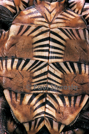 Heosemys spinosa (tortue soleil)