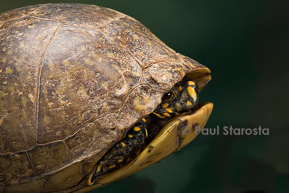 Terrapene carolina (tortue boite) - rentrant dans sa carapace