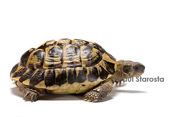 Testudo hermanni (tortue d'Hermann)