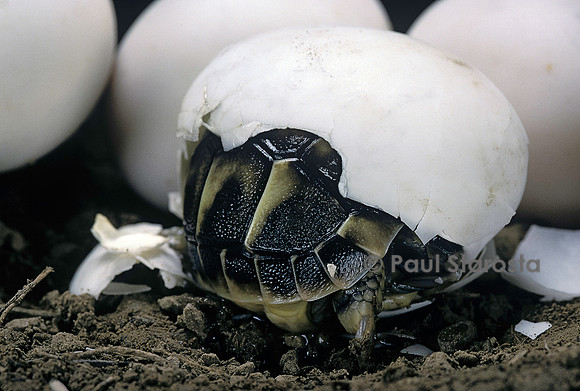 Testudo hermanni (tortue d'Hermann) - éclosion