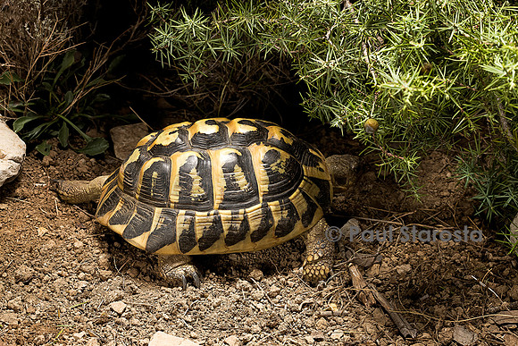 Testudo hermanni (tortue d'Hermann) - se mettant à l'ombre