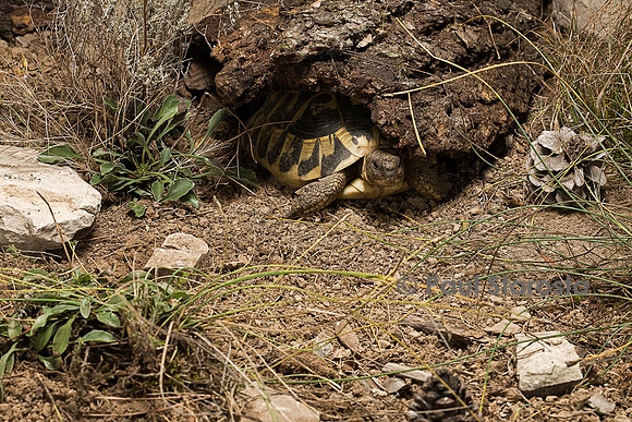 Testudo hermanni (tortue d'Hermann) - sortant de son abri