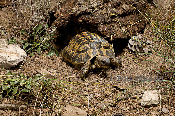 Testudo hermanni (tortue d'Hermann) - sortant de son abri