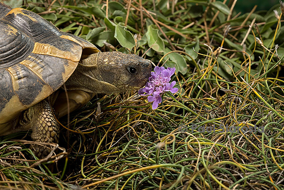 Testudo hermanni (tortue d'Hermann) - sentant une fleur