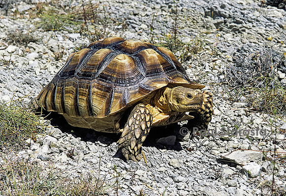 Geochelone sulcata
