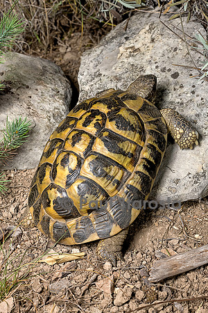 Testudo hermanni (tortue d'Hermann) - se mettant au soleil