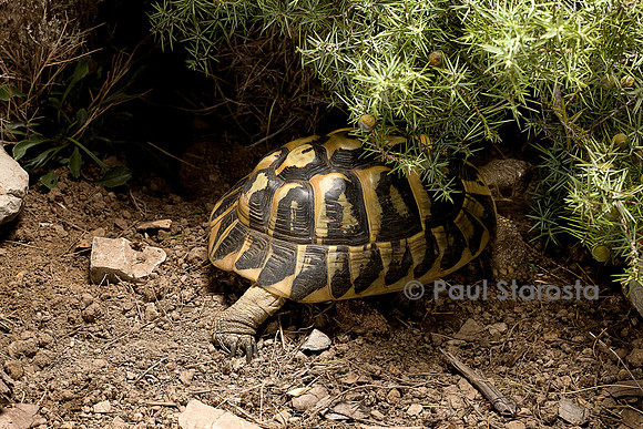 Testudo hermanni (tortue d'Hermann) - se mettant à l'ombre