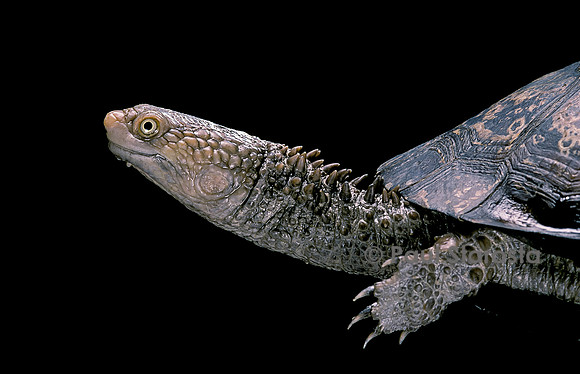 Acanthochelys spixii
