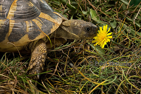 Testudo hermanni (tortue d'Hermann) - sentant une fleur
