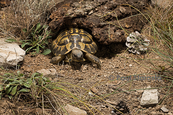 Testudo hermanni (tortue d'Hermann) - sortant de son abri