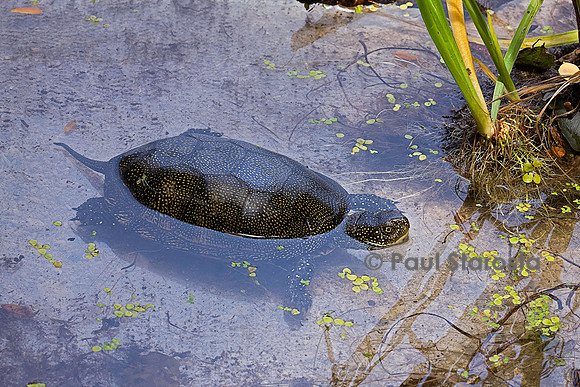 Emys orbicularis (cistude)