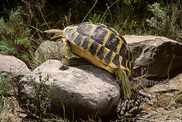 Testudo hermanni (tortue d'Hermann) - escaladant