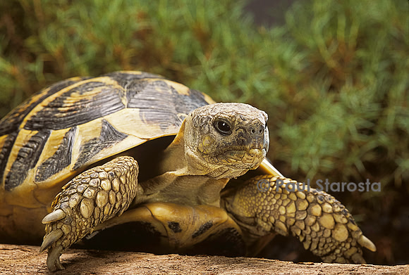 Testudo hermanni (tortue d'Hermann) - portrait