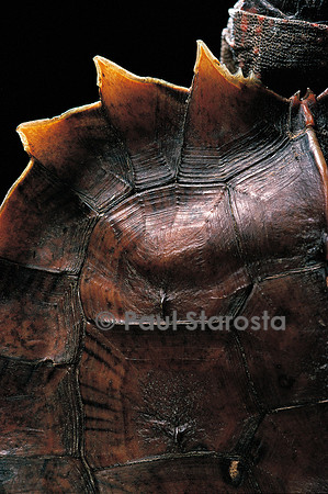 Heosemys spinosa (tortue soleil)