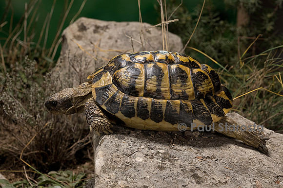 Testudo hermanni (tortue d'Hermann) - au bord d'une marche